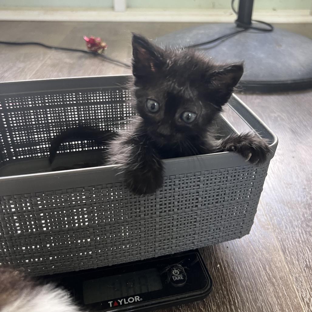 Sweetie Petey Coha thumbnail 3