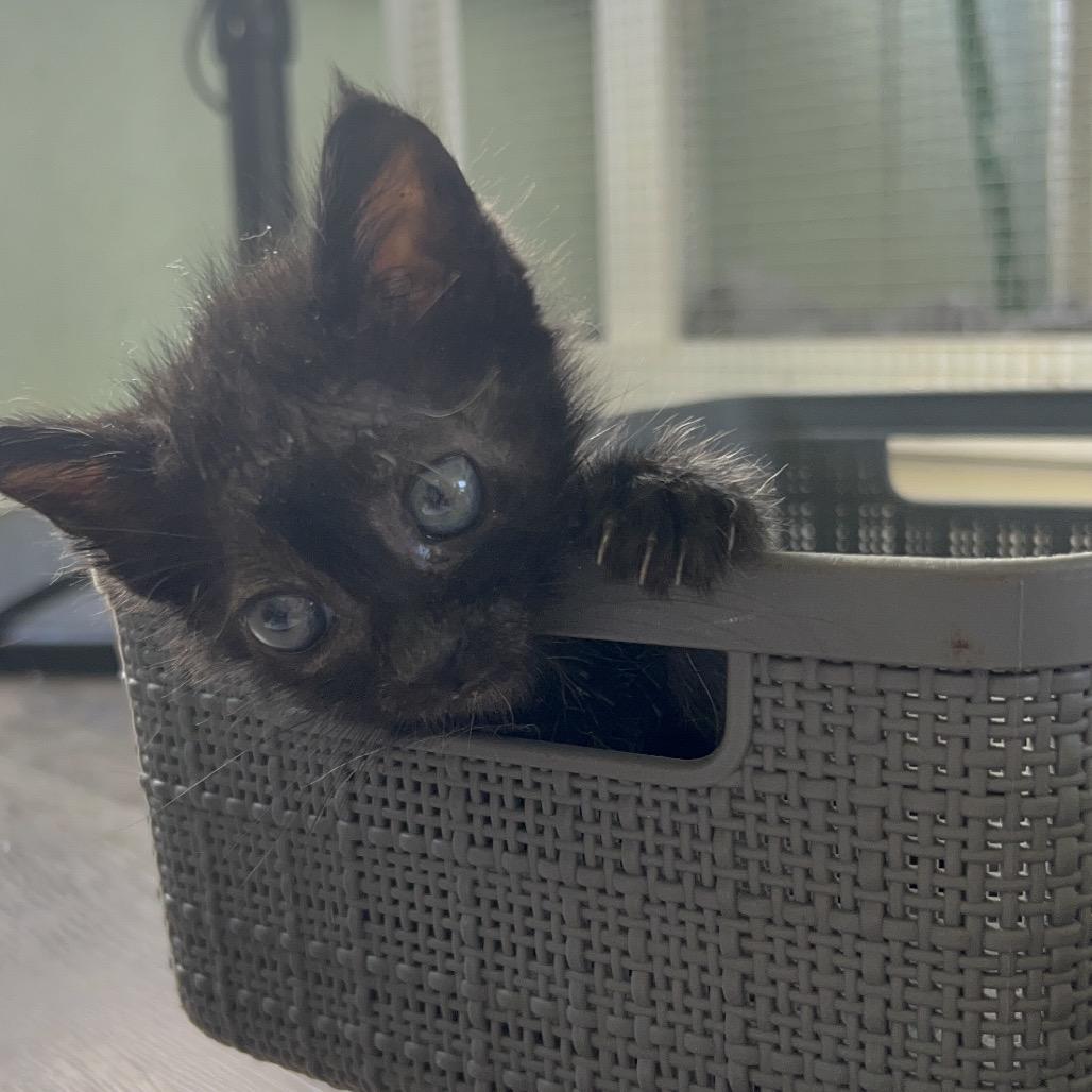 Sweetie Petey Coha thumbnail 5