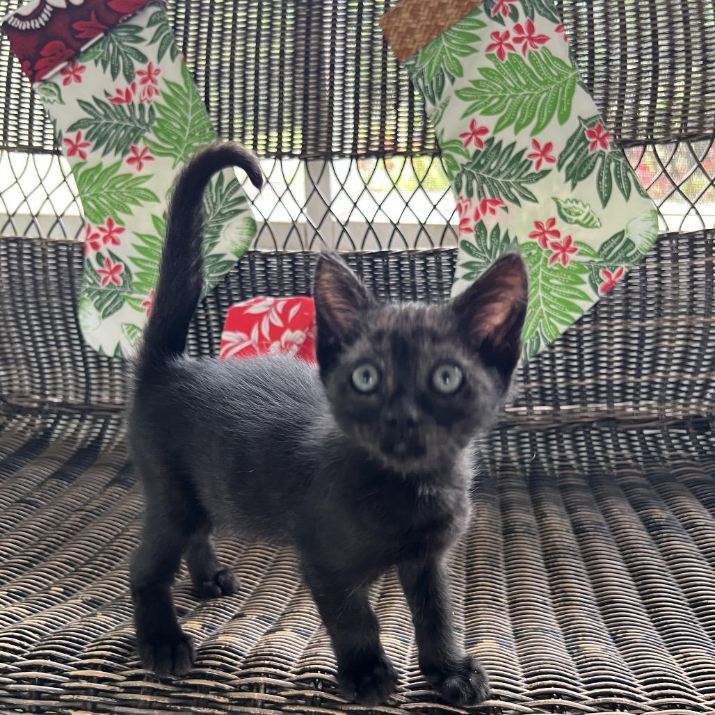 Sweetie Petey Coha thumbnail 7