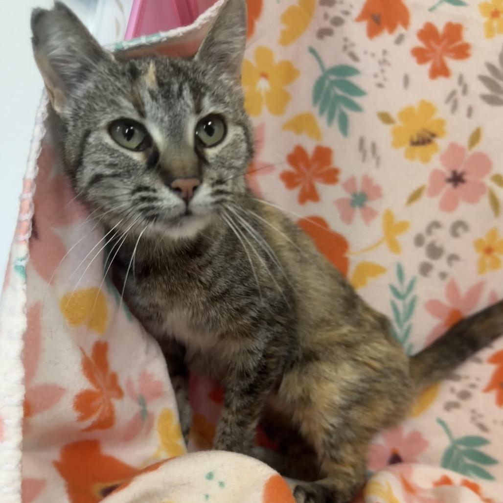 Cornflower, a Adoptable mixed breed in Mount Vernon, IL image 1/6
