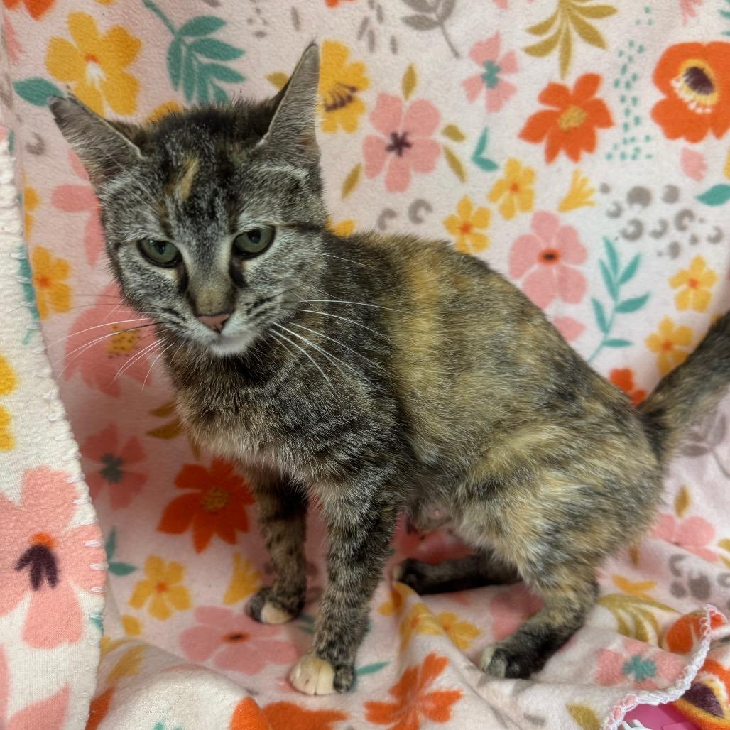 Cornflower, a Adoptable mixed breed in Mount Vernon, IL image 2/6
