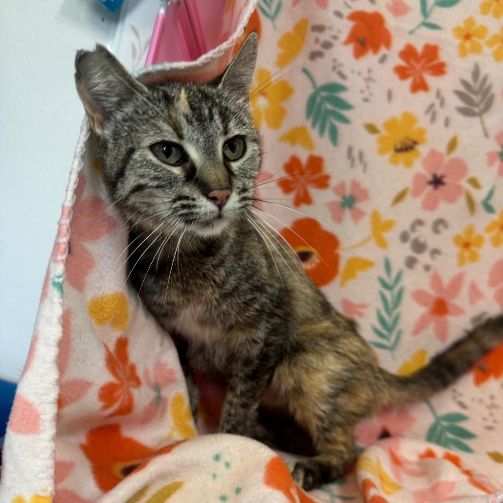 Cornflower, a Adoptable mixed breed in Mount Vernon, IL image 3/6
