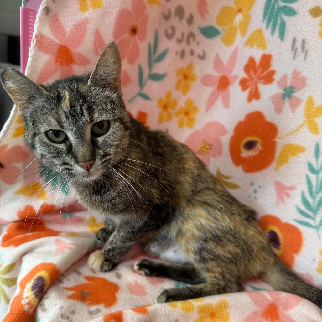 Cornflower, a Adoptable mixed breed in Mount Vernon, IL image 4/6