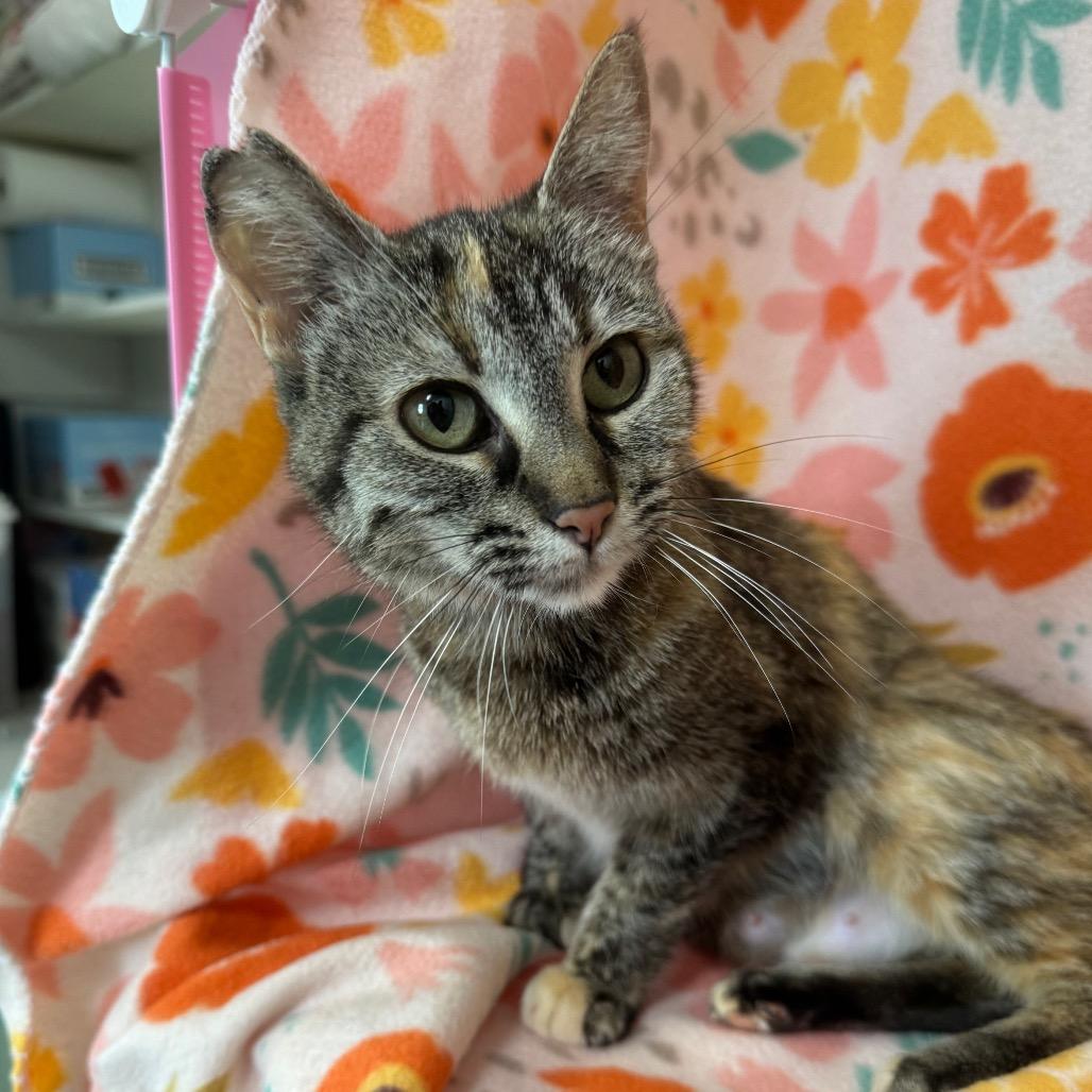 Cornflower, a Adoptable mixed breed in Mount Vernon, IL image 5/6
