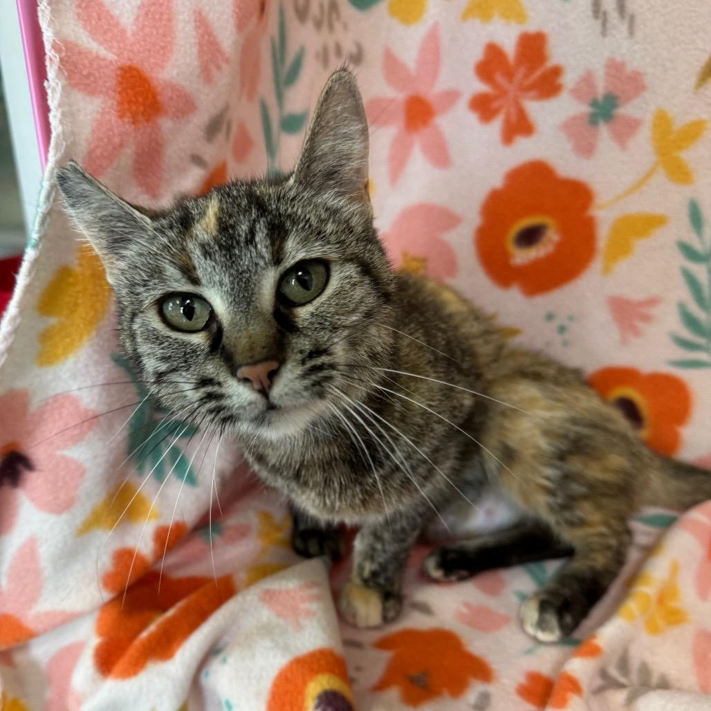 Cornflower, a Adoptable mixed breed in Mount Vernon, IL image 6/6