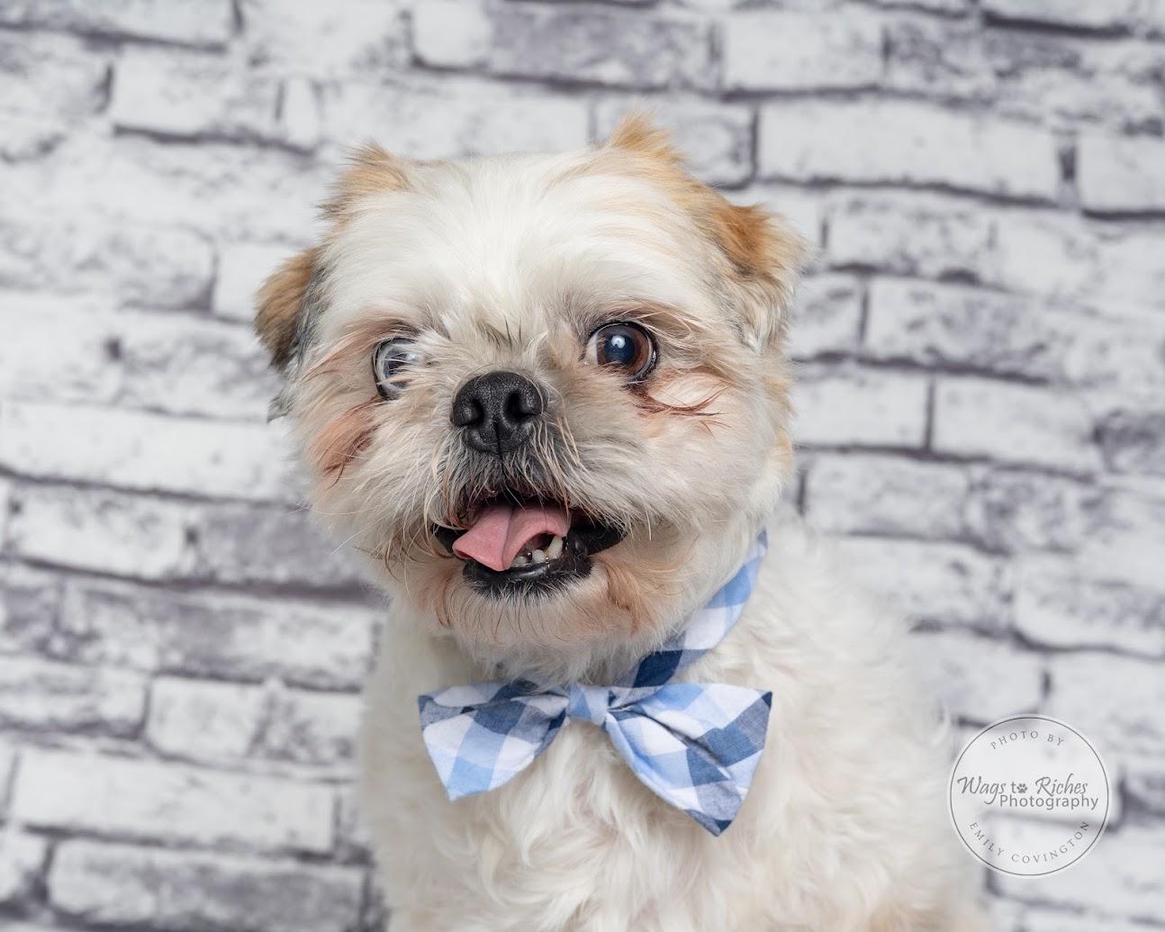 Enlarge Auggie -Adopted, a Adopted Shih Tzu in East Providence, RI image 2/6