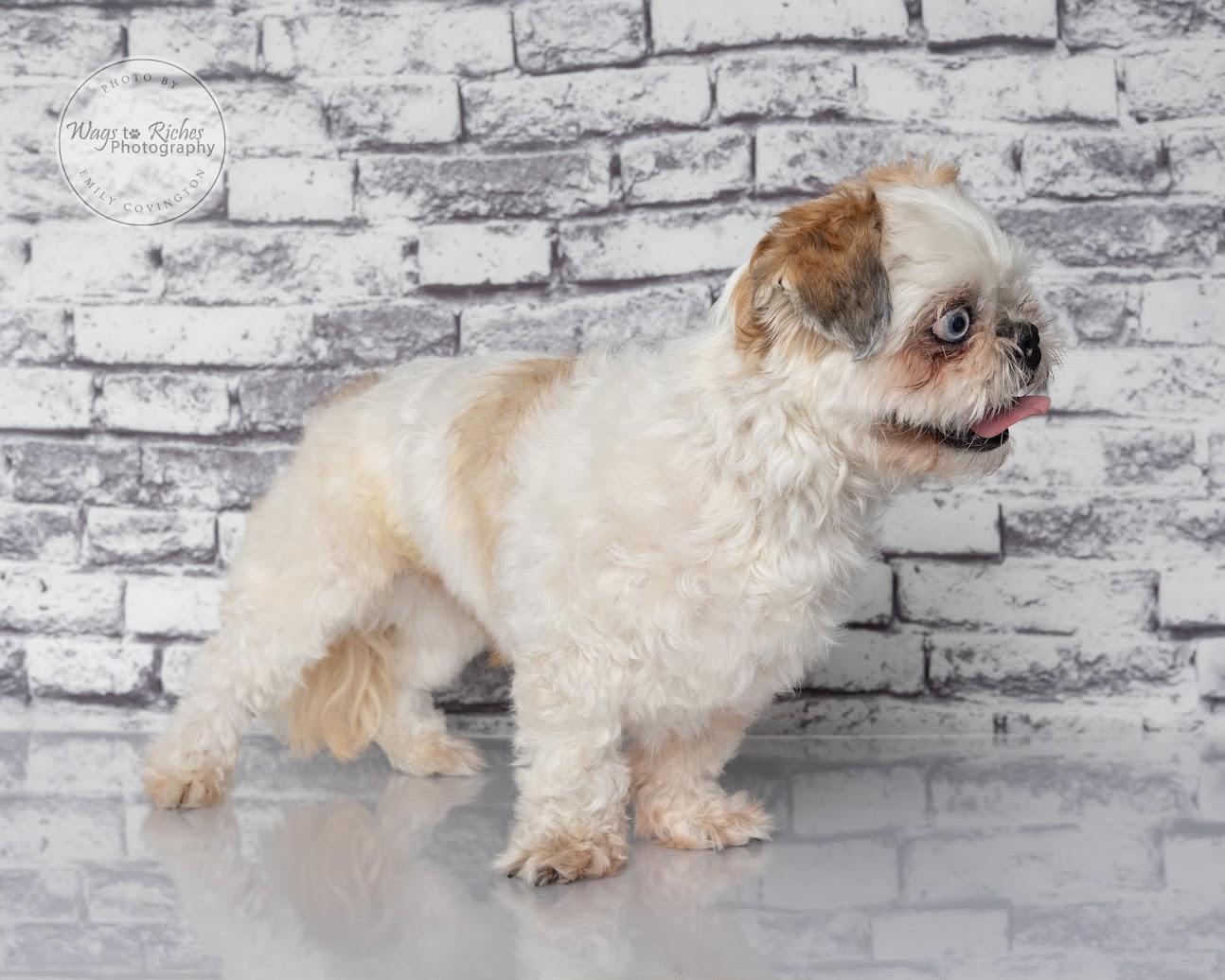 Enlarge Auggie -Adopted, a Adopted Shih Tzu in East Providence, RI image 4/6