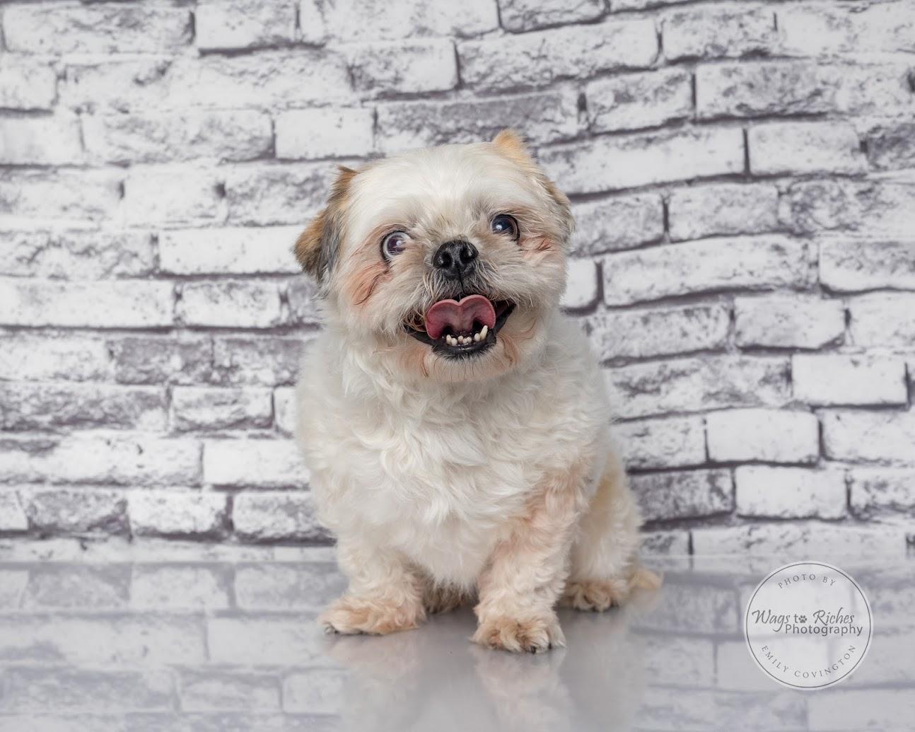 Enlarge Auggie -Adopted, a Adopted Shih Tzu in East Providence, RI image 6/6