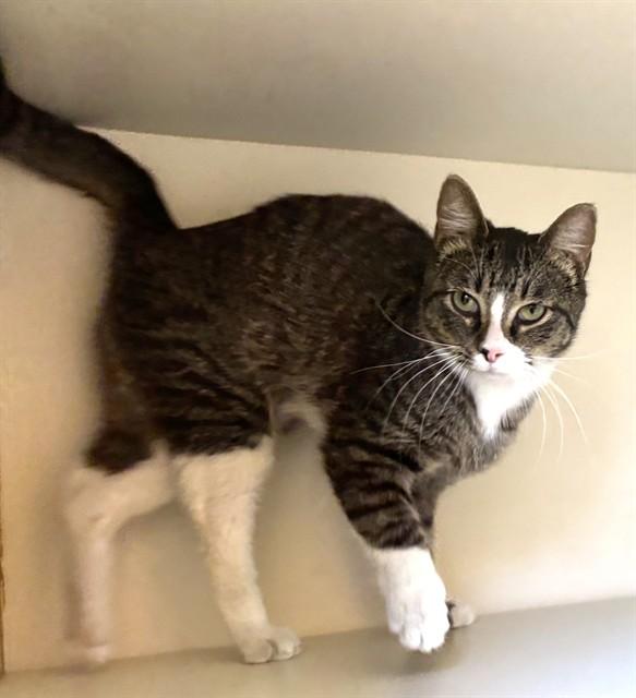 TEDDY BEAR, Adoptable, Young Male Domestic Short Hair.