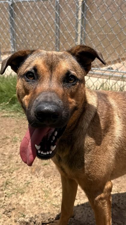 Avery, Adoptable, Puppy Male Mixed Breed & Mixed Breed.