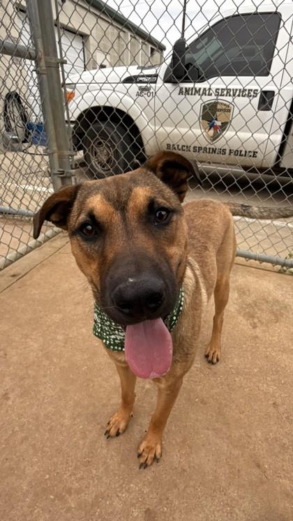Avery, a Adoptable mixed breed in Balch Springs, TX image 2/3