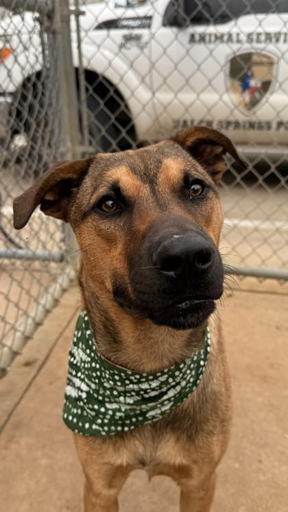 Avery, a Adoptable mixed breed in Balch Springs, TX image 3/3
