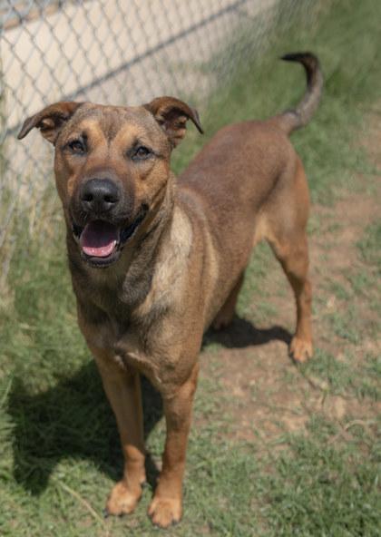Avery, Adoptable, Puppy Male Mixed Breed & Mixed Breed.
