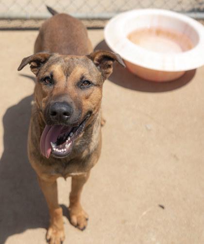 Enlarge Avery, a Adoptable mixed breed in Balch Springs, TX image 2/3