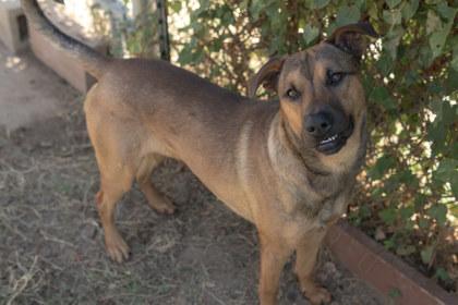 Enlarge Avery, a Adoptable mixed breed in Balch Springs, TX image 3/3