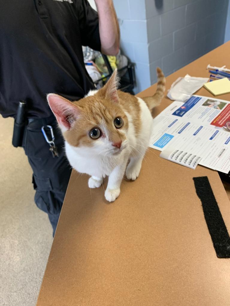 Enlarge Shirley, a Adoptable Domestic Short Hair in Troy, OH image 1/1