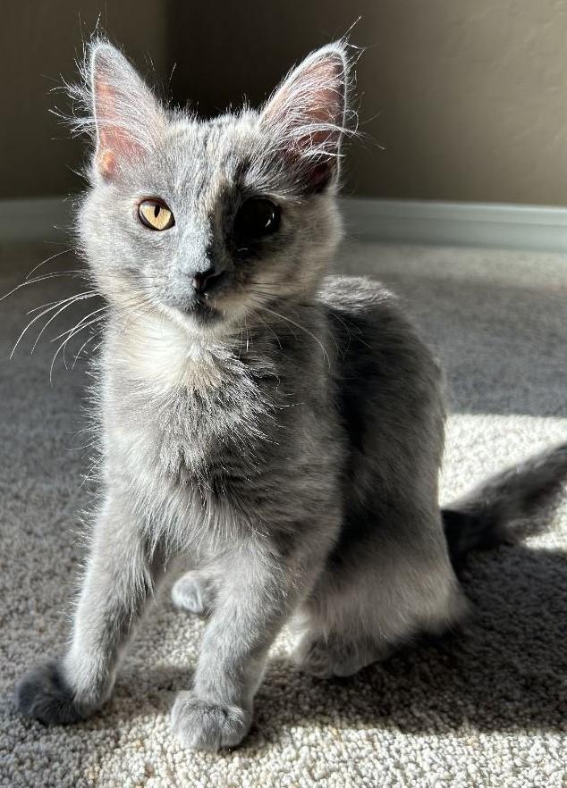 Enlarge Grizbo: A Sweet Gray Bundle of Energy, an adopted Domestic Medium Hair in Prescott, AZ image 1/1