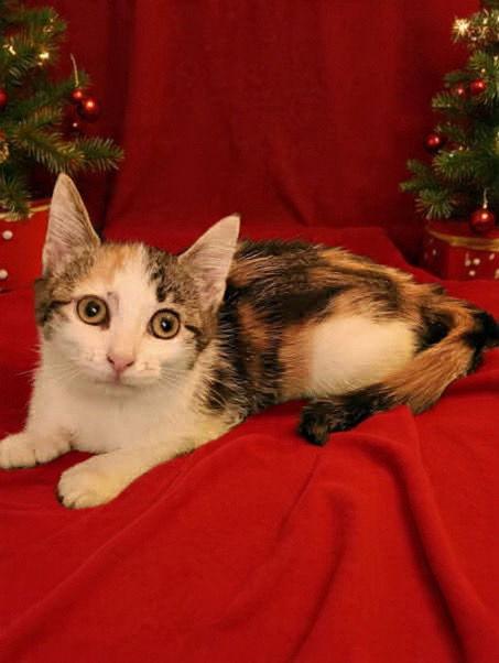 Enlarge Marty, a Adopted Domestic Short Hair in West Des Moines, IA image 2/3