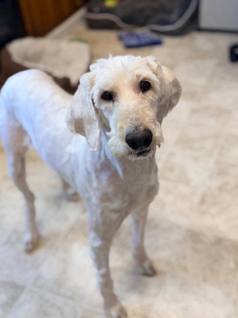 Haven, Adopted, Adult Female Poodle & Labrador Retriever.