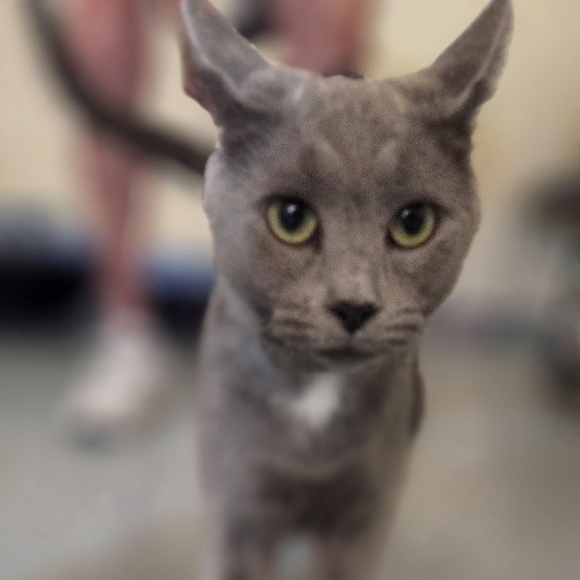 Hippo, an adopted mixed breed in Louisville, OH image 2/5