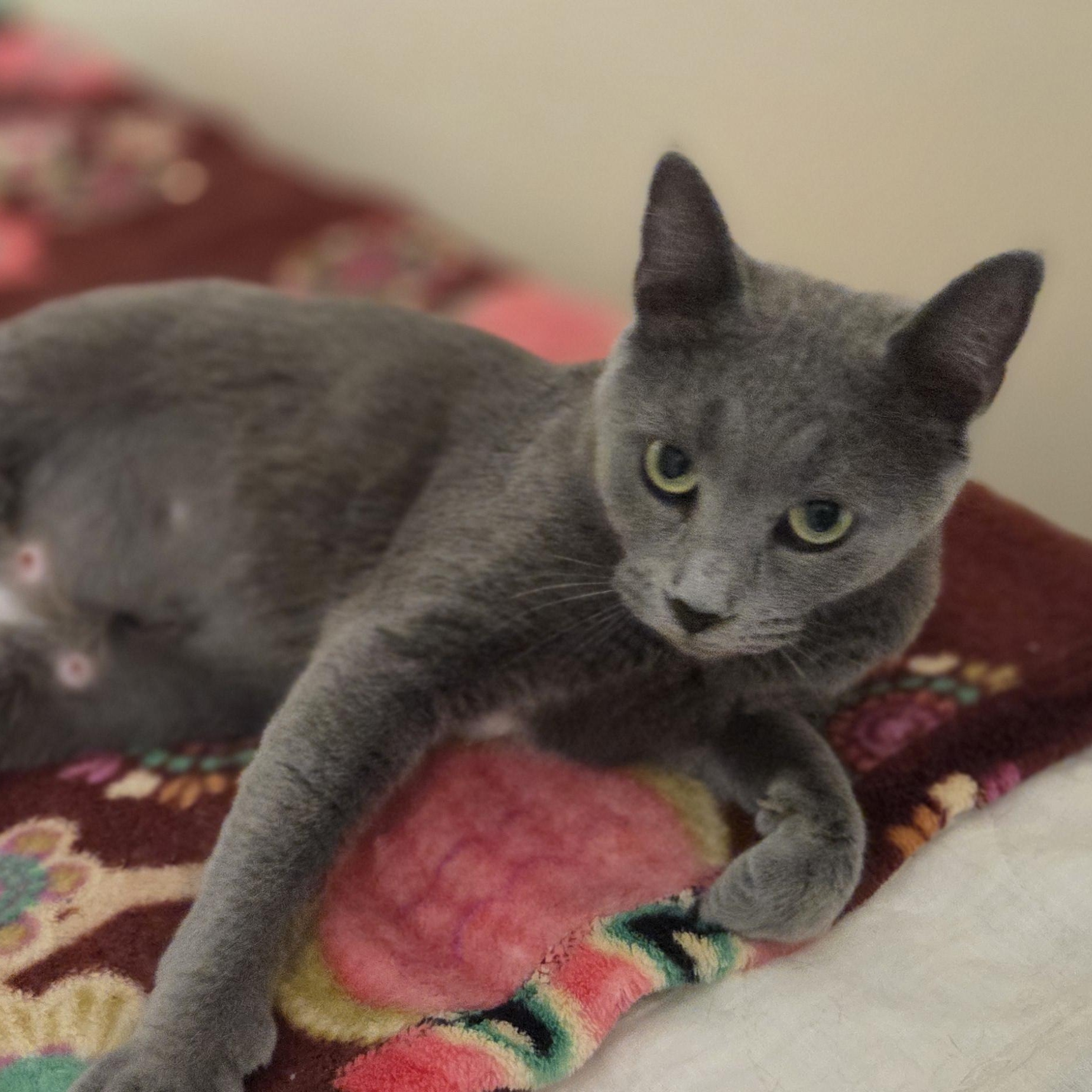 Hippo, an adopted mixed breed in Louisville, OH image 5/5
