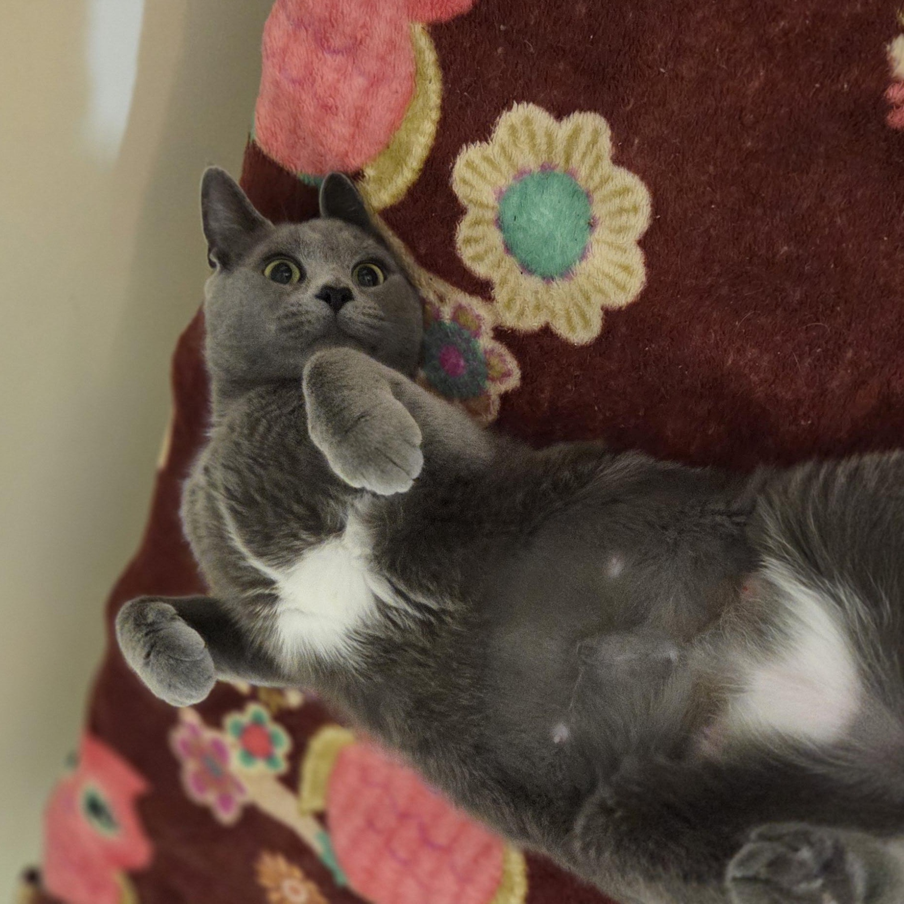 Hippo, adopted, Young Female Domestic Short Hair & Russian Blue.