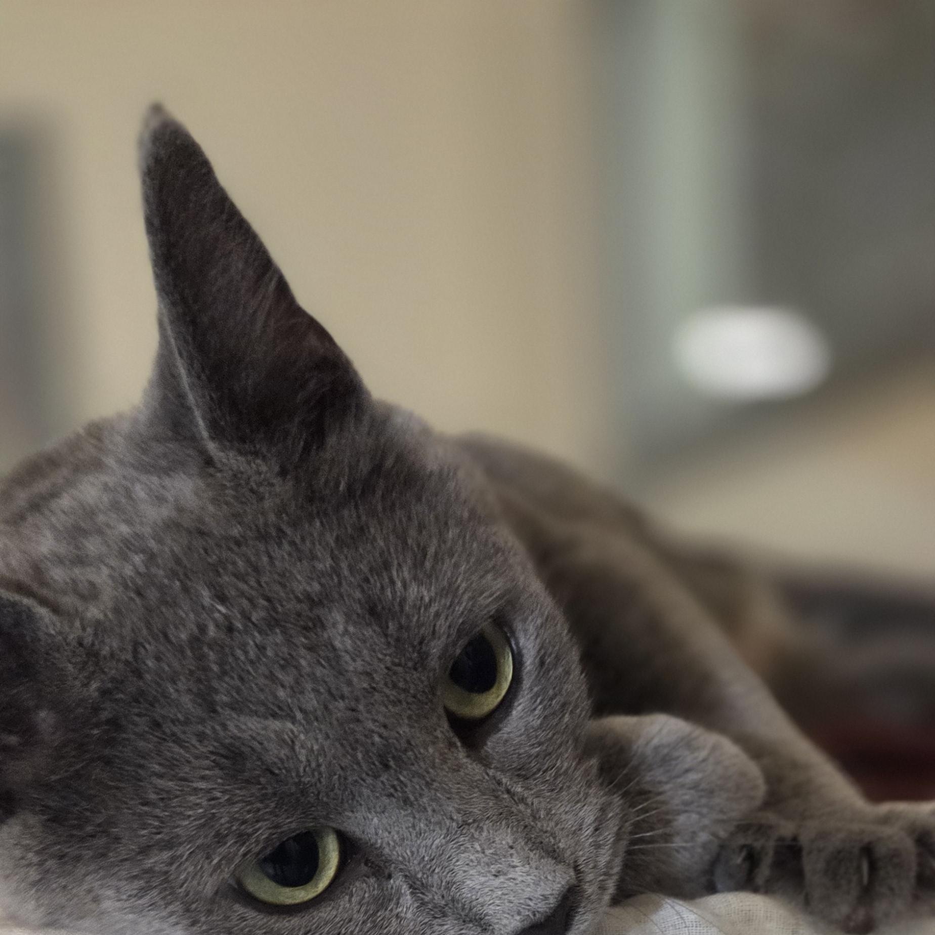 Hippo, an adopted mixed breed in Louisville, OH image 3/5