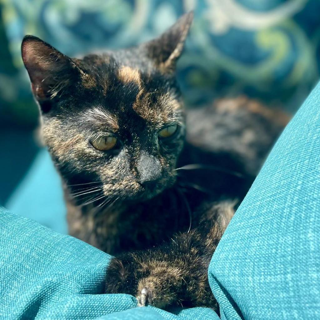 Jabari, Adoptable, Adult Female Domestic Short Hair.