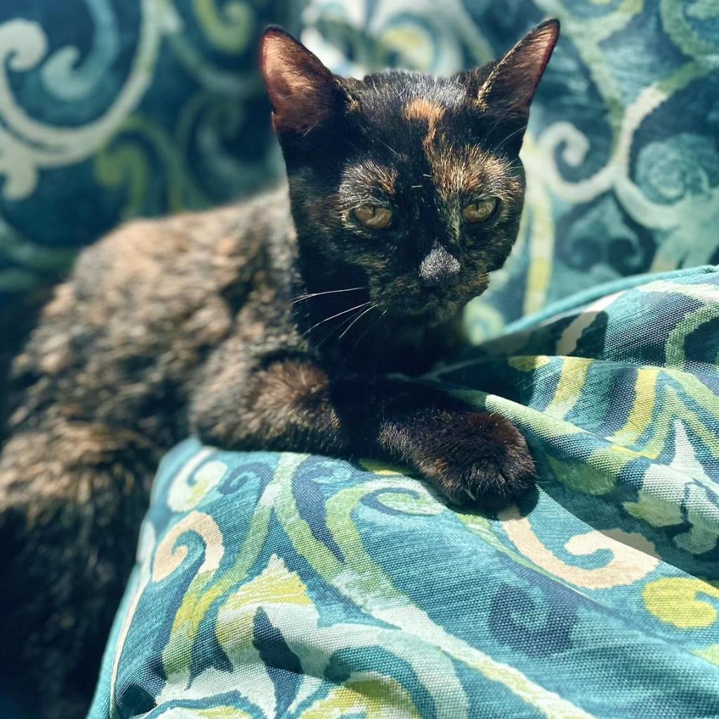 Enlarge Jabari, a Adoptable Domestic Short Hair in West Des Moines, IA image 2/6