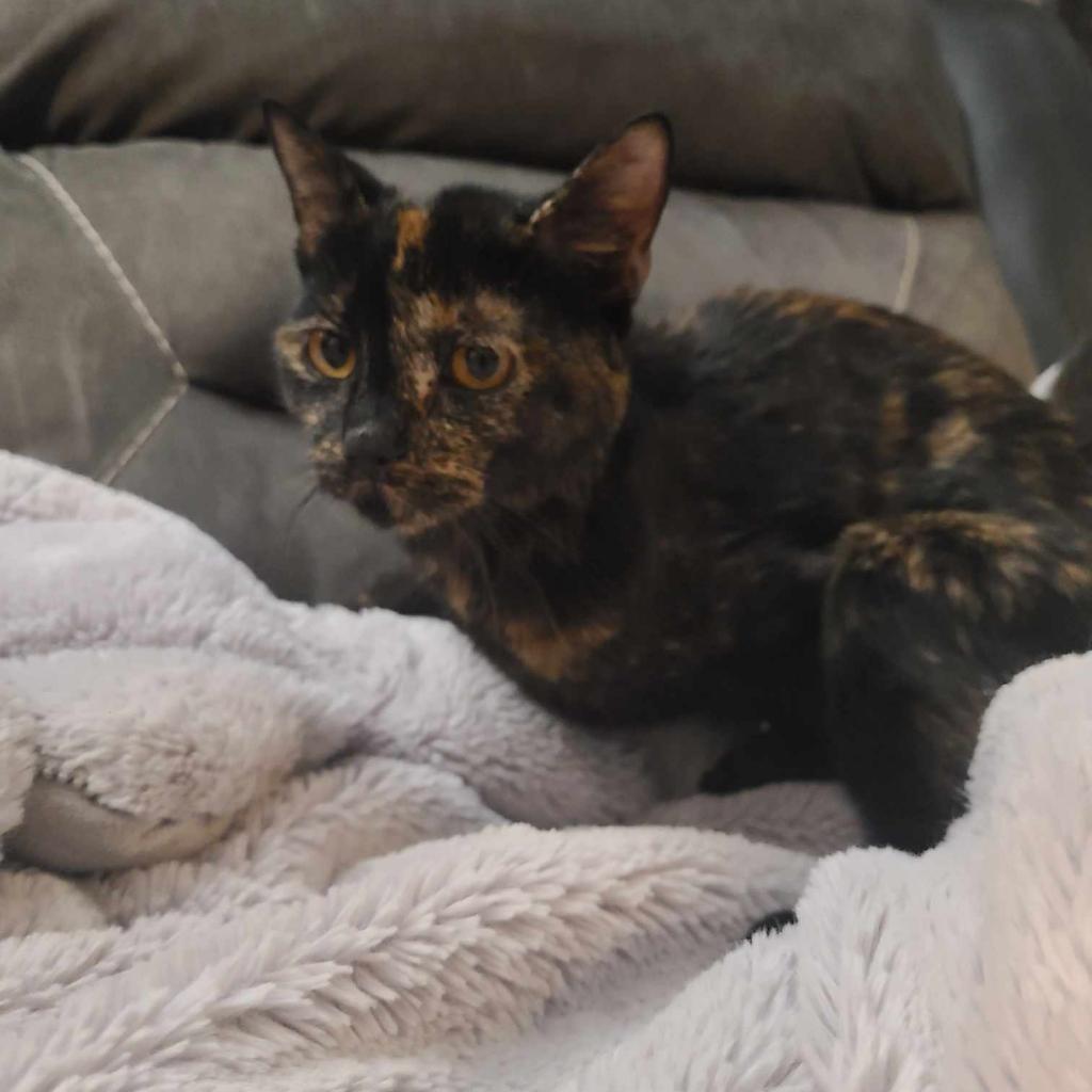 Enlarge Jabari, a Adoptable Domestic Short Hair in West Des Moines, IA image 3/6