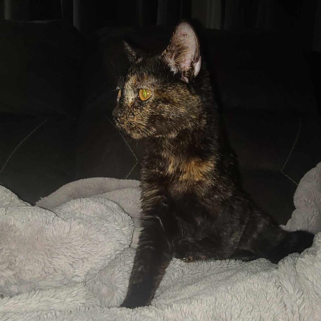 Enlarge Jabari, a Adoptable Domestic Short Hair in West Des Moines, IA image 4/6