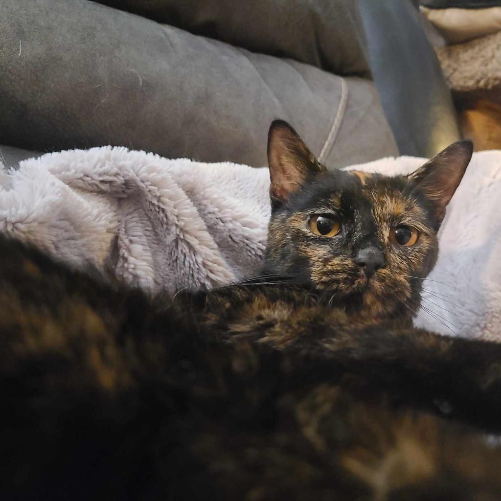 Enlarge Jabari, a Adoptable Domestic Short Hair in West Des Moines, IA image 5/6