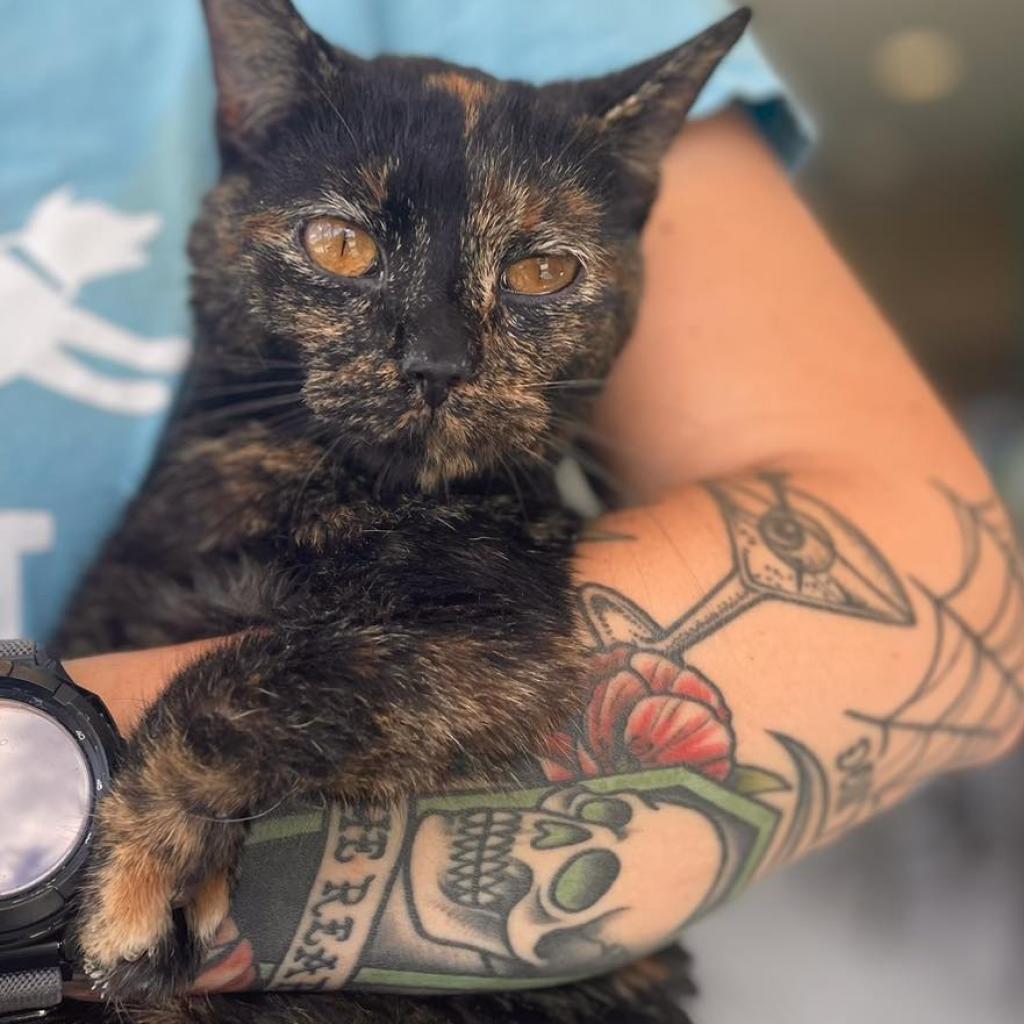 Enlarge Jabari, a Adoptable Domestic Short Hair in West Des Moines, IA image 6/6