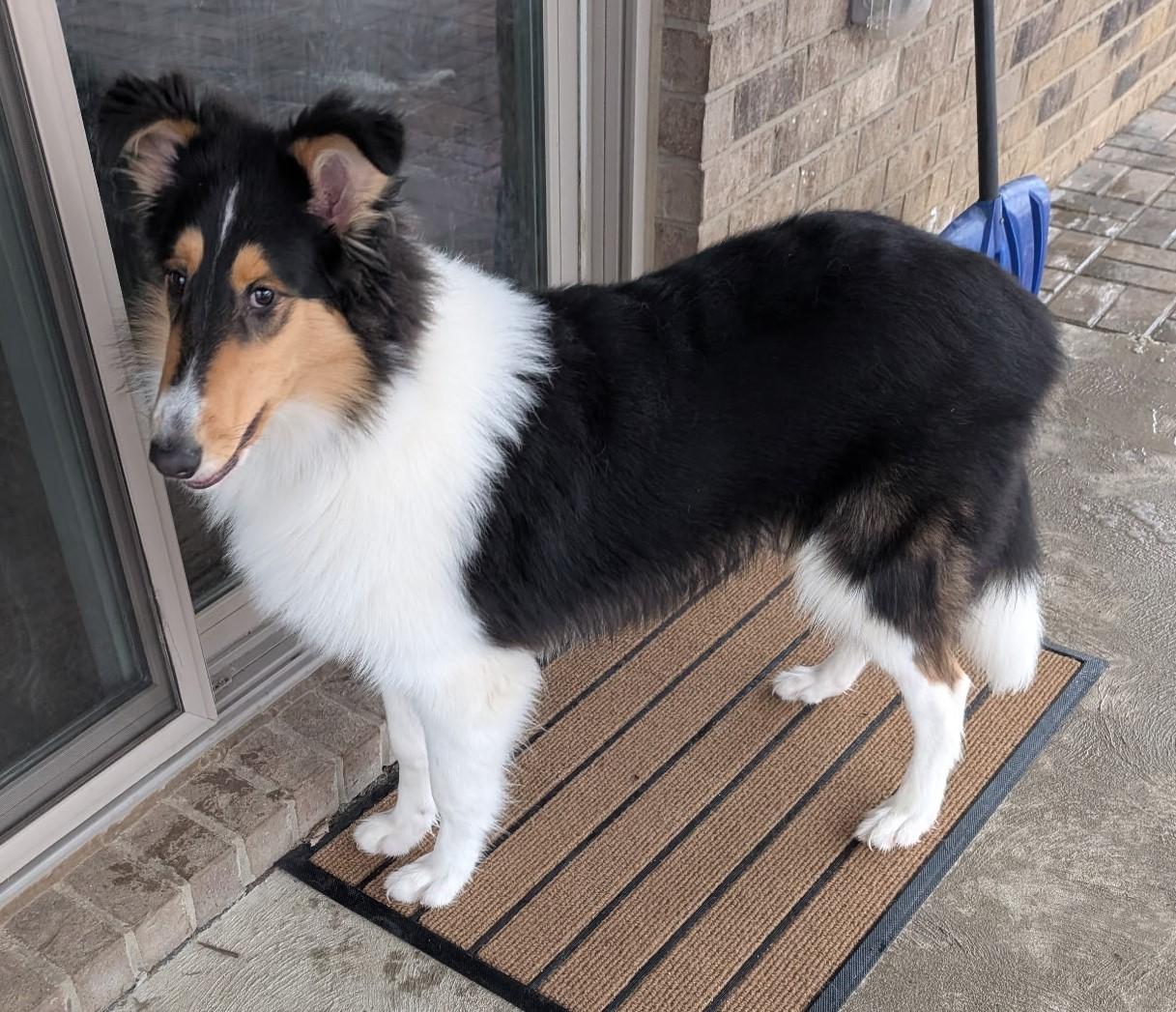 Enlarge Yoder, a ADOPTABLE mixed breed in Lake Orion, MI image 1/4