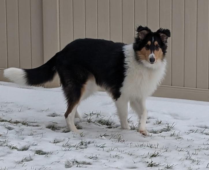 Enlarge Yoder, a ADOPTABLE mixed breed in Lake Orion, MI image 2/4