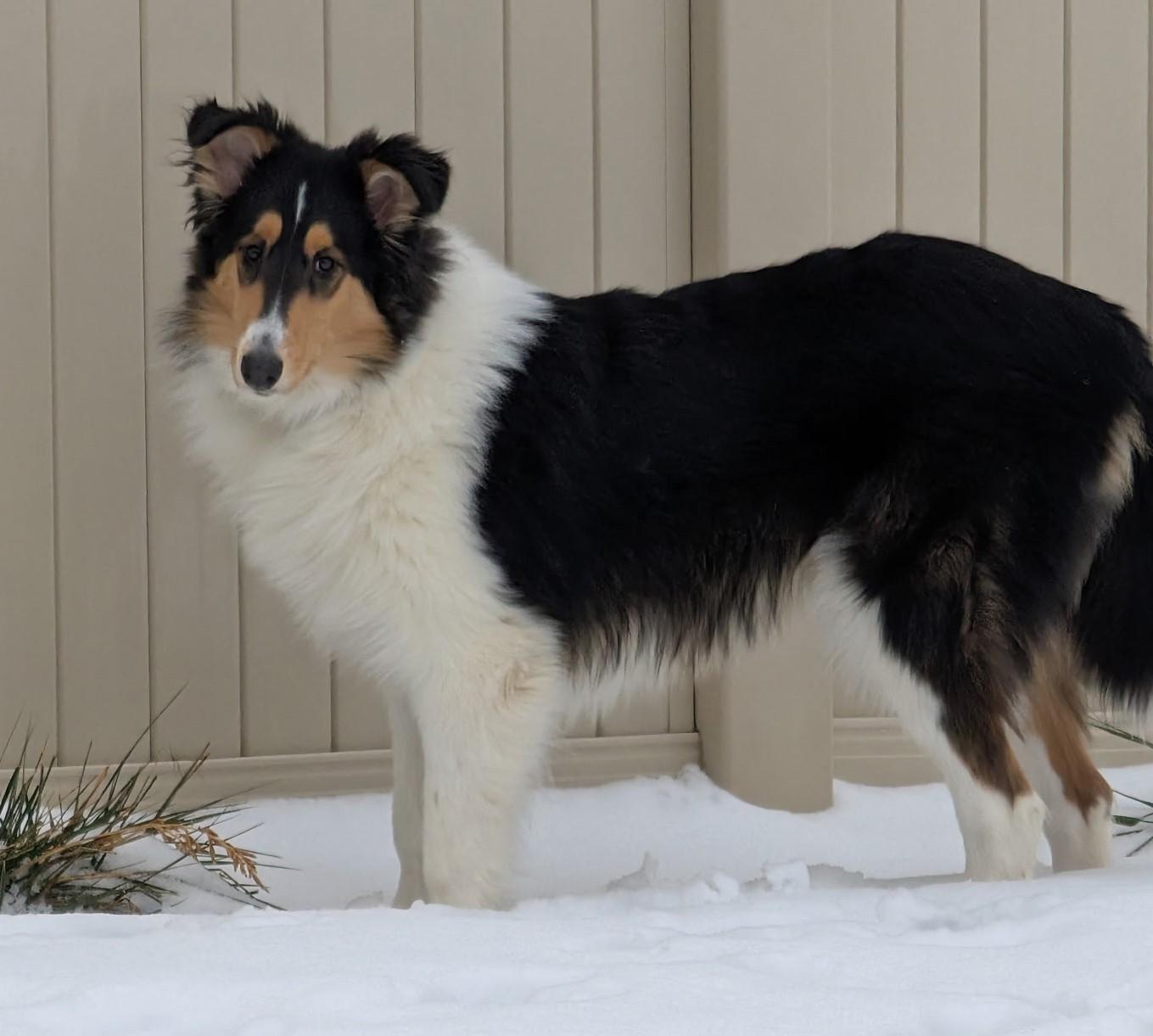 Enlarge Yoder, a ADOPTABLE mixed breed in Lake Orion, MI image 3/4