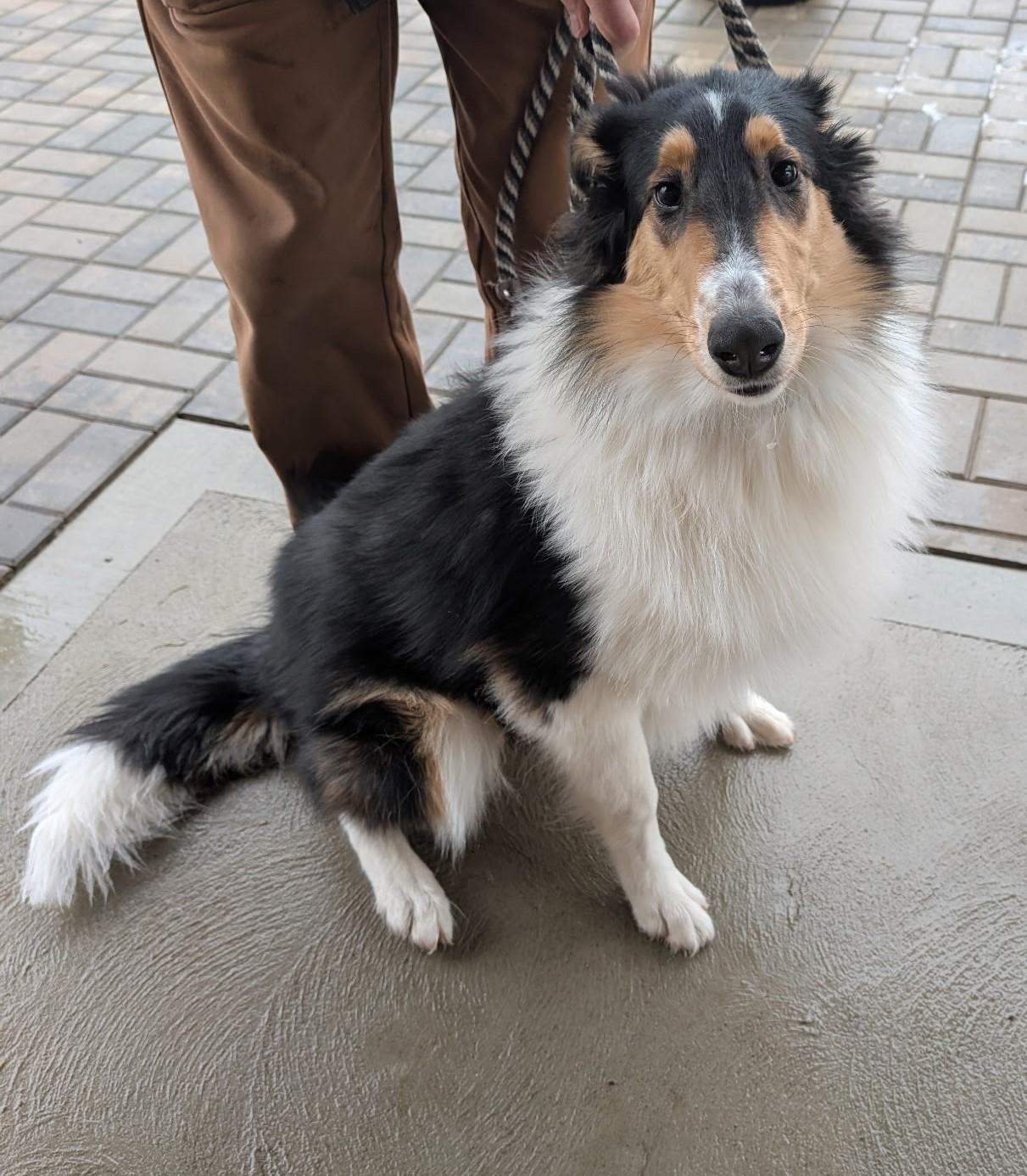 Enlarge Yoder, a ADOPTABLE mixed breed in Lake Orion, MI image 4/4