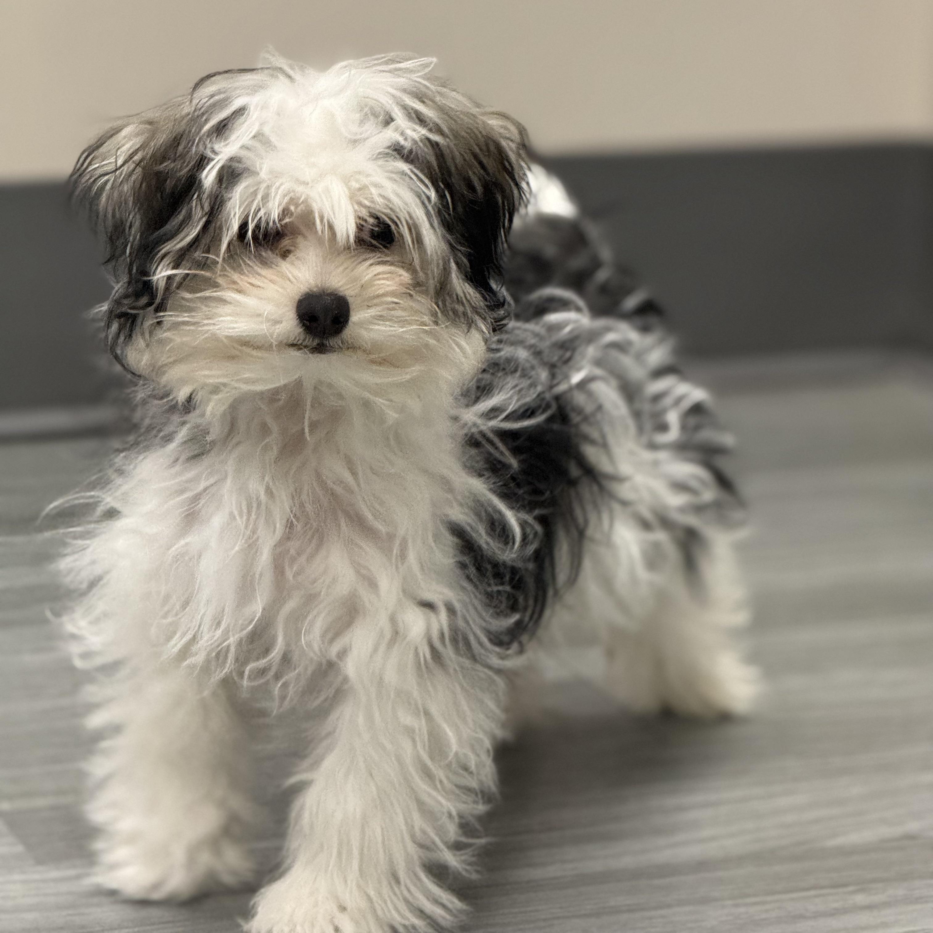 Enlarge Nibbles $99 ADOPTION FEE, a ADOPTABLE mixed breed in Scarborough, ON image 3/6