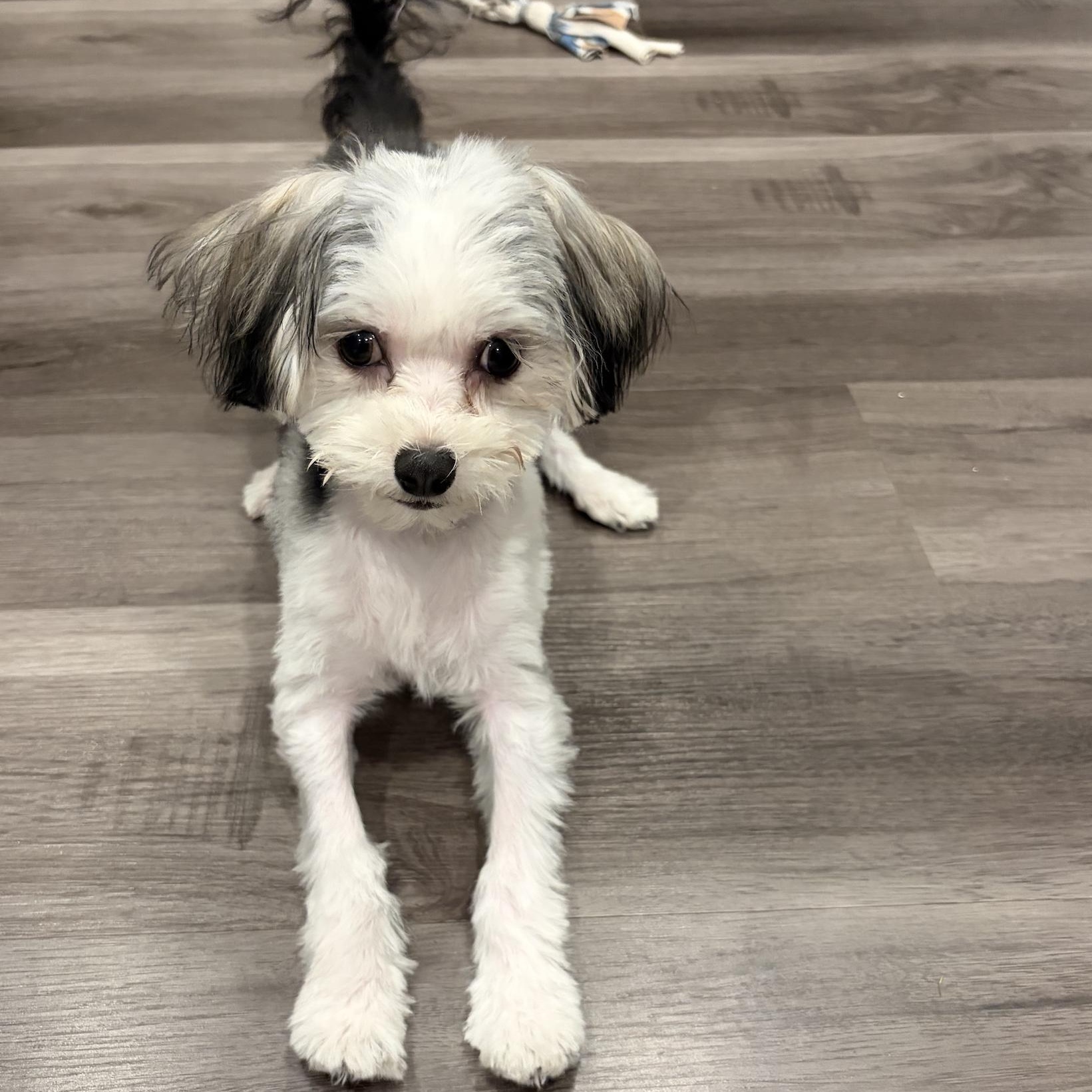 Enlarge Nibbles $99 ADOPTION FEE, a ADOPTABLE mixed breed in Scarborough, ON image 4/6