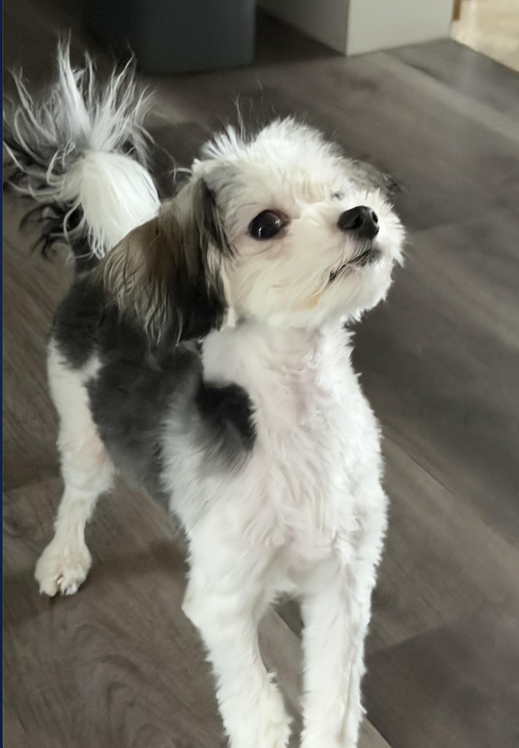 Enlarge Nibbles $99 ADOPTION FEE, a ADOPTABLE mixed breed in Scarborough, ON image 2/6