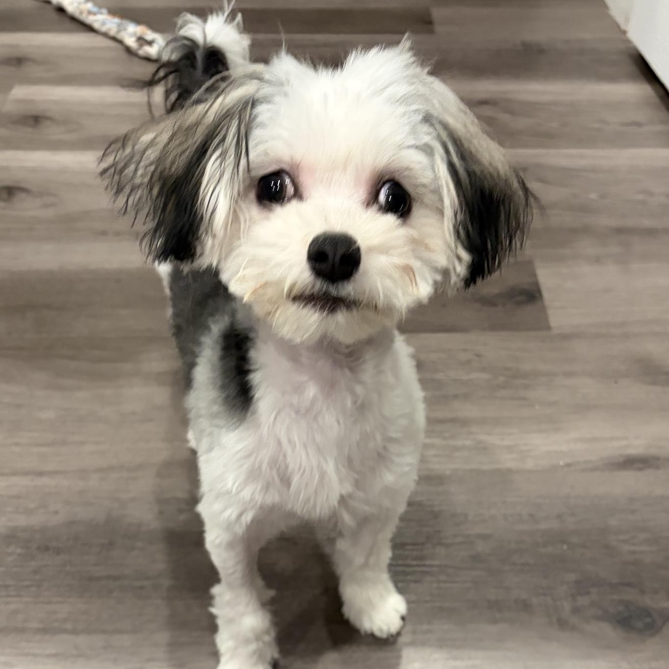 Enlarge Nibbles $99 ADOPTION FEE, a ADOPTABLE mixed breed in Scarborough, ON image 5/6