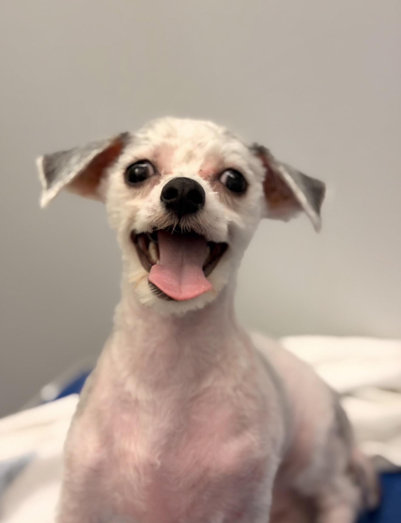 Nibbles $99 ADOPTION FEE, ADOPTABLE, Puppy Male Bichon Frise.