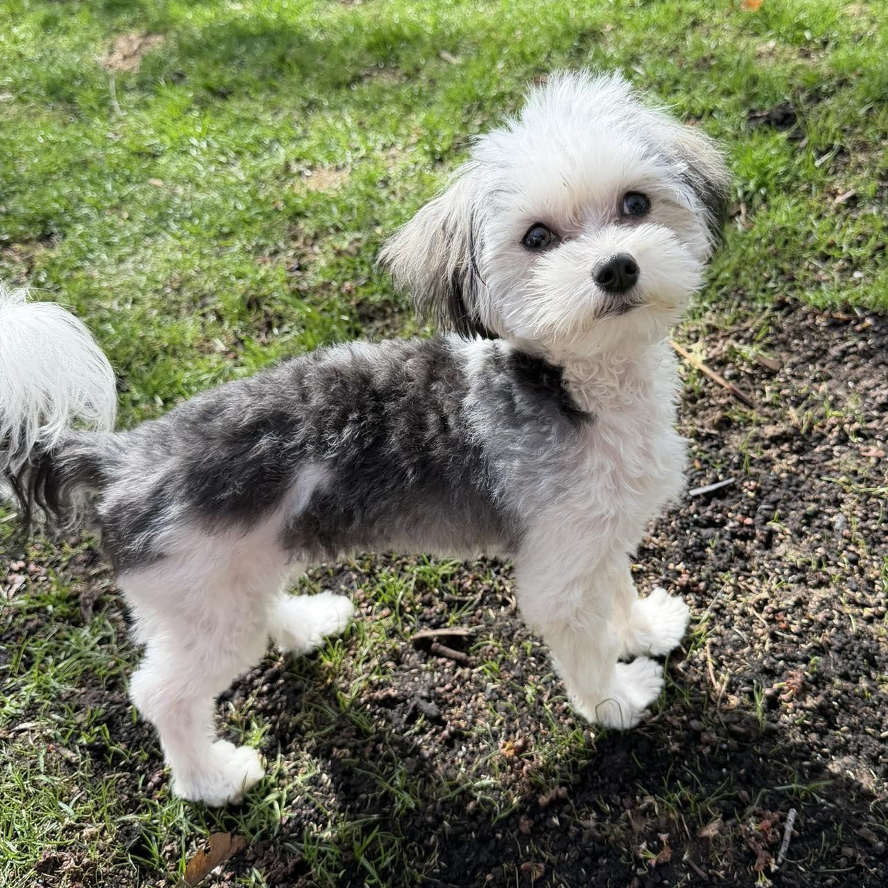 Enlarge Nibbles $99 ADOPTION FEE, a ADOPTABLE mixed breed in Scarborough, ON image 1/6