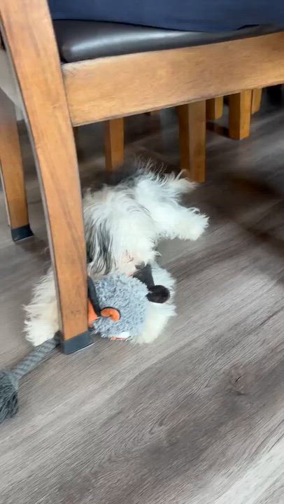 Enlarge Nibbles $99 ADOPTION FEE, a ADOPTABLE mixed breed in Scarborough, ON video 6/6