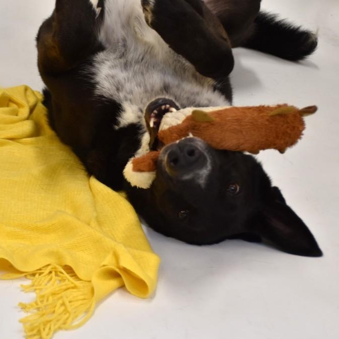 Enlarge Hardy, a Adoptable mixed breed in Northport, NY image 2/6