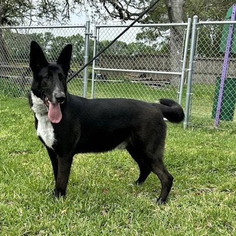 Enlarge Hardy, a Adoptable mixed breed in Northport, NY image 6/6