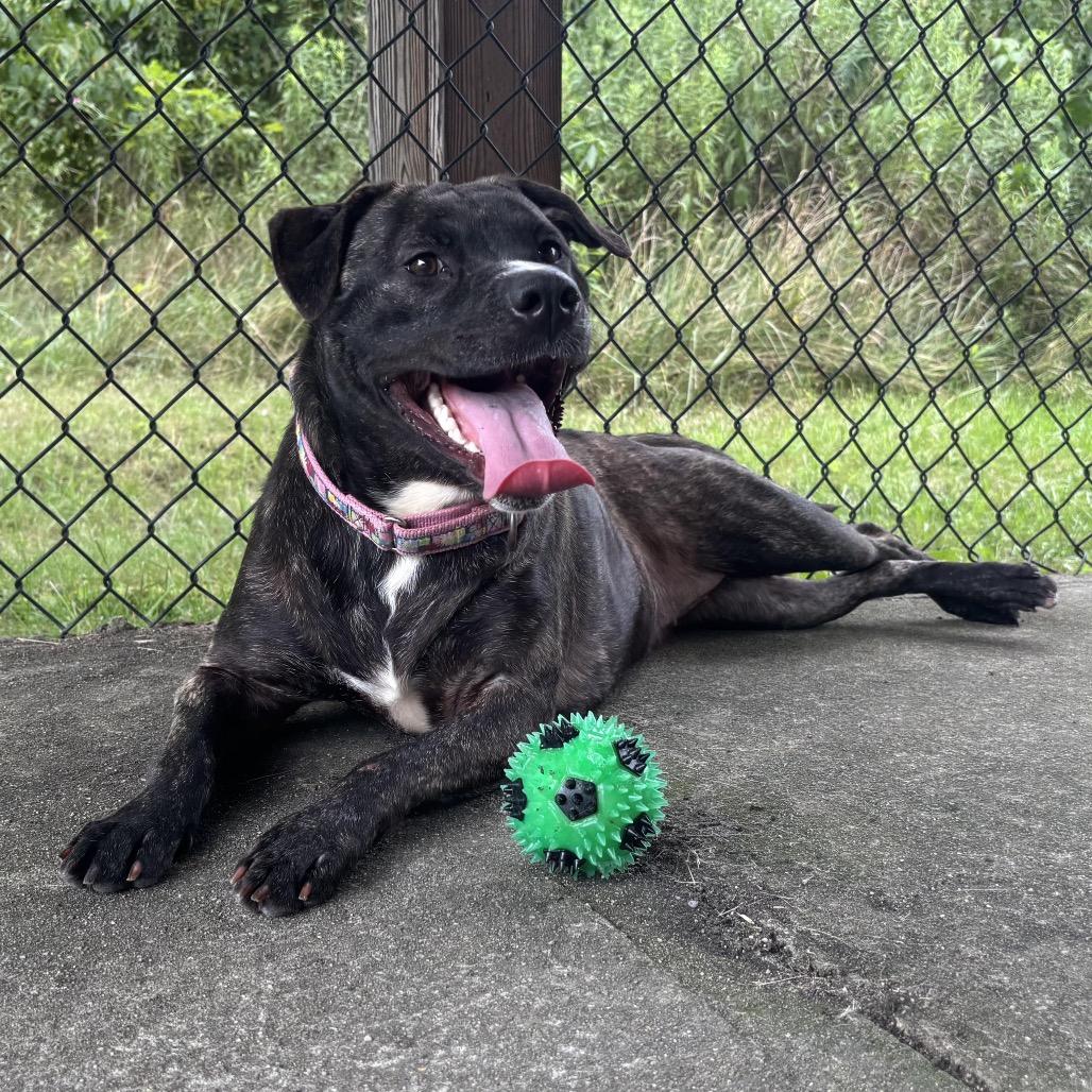 Enlarge Mia, a Adoptable Mixed Breed in Waynesburg, PA image 1/6