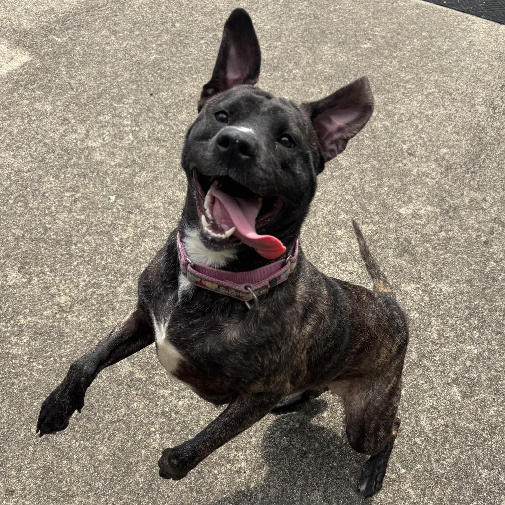 Enlarge Mia, a Adoptable Mixed Breed in Waynesburg, PA image 4/6