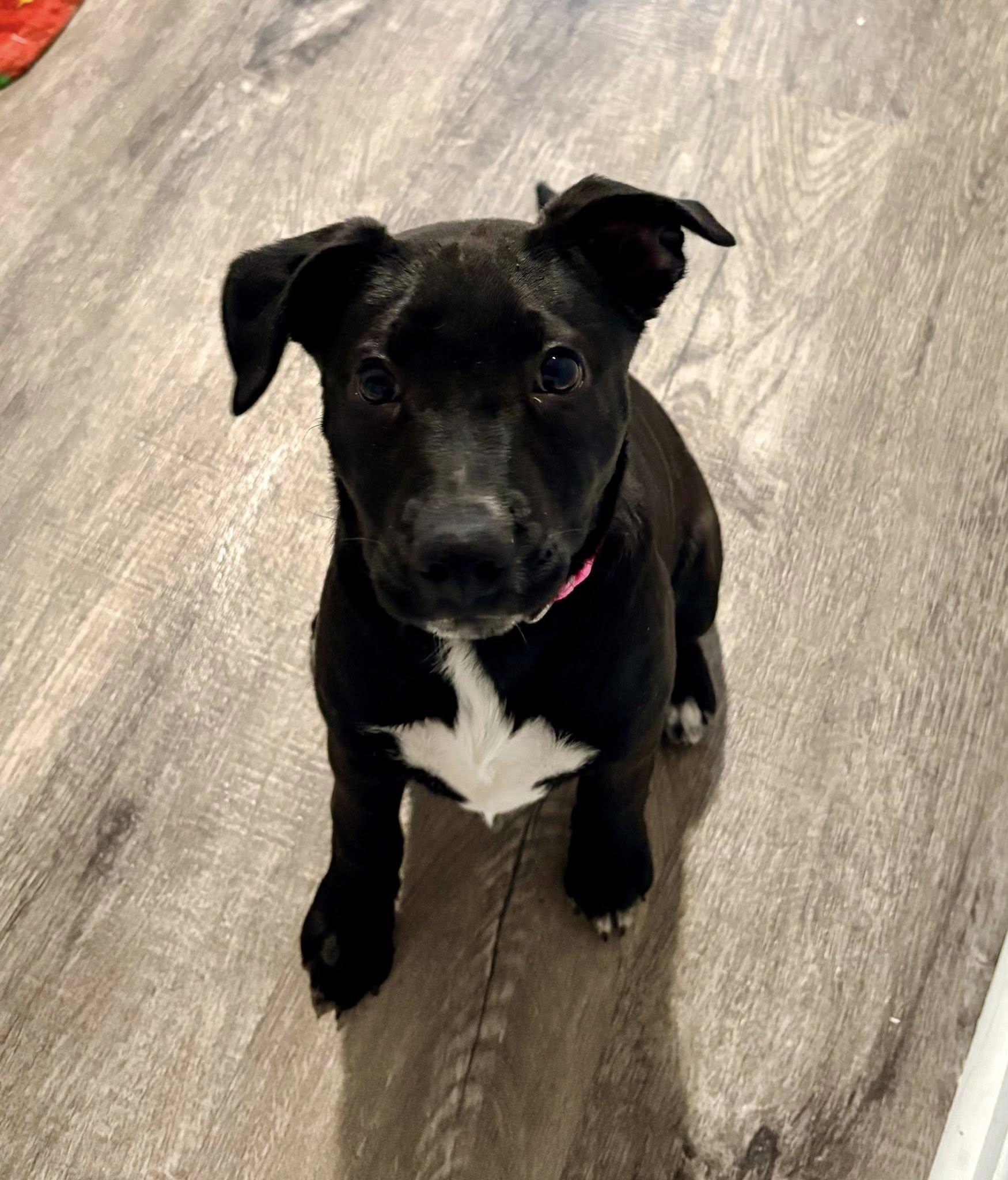 Enlarge Snooki, a ADOPTABLE mixed breed in Millersville, MD image 3/3