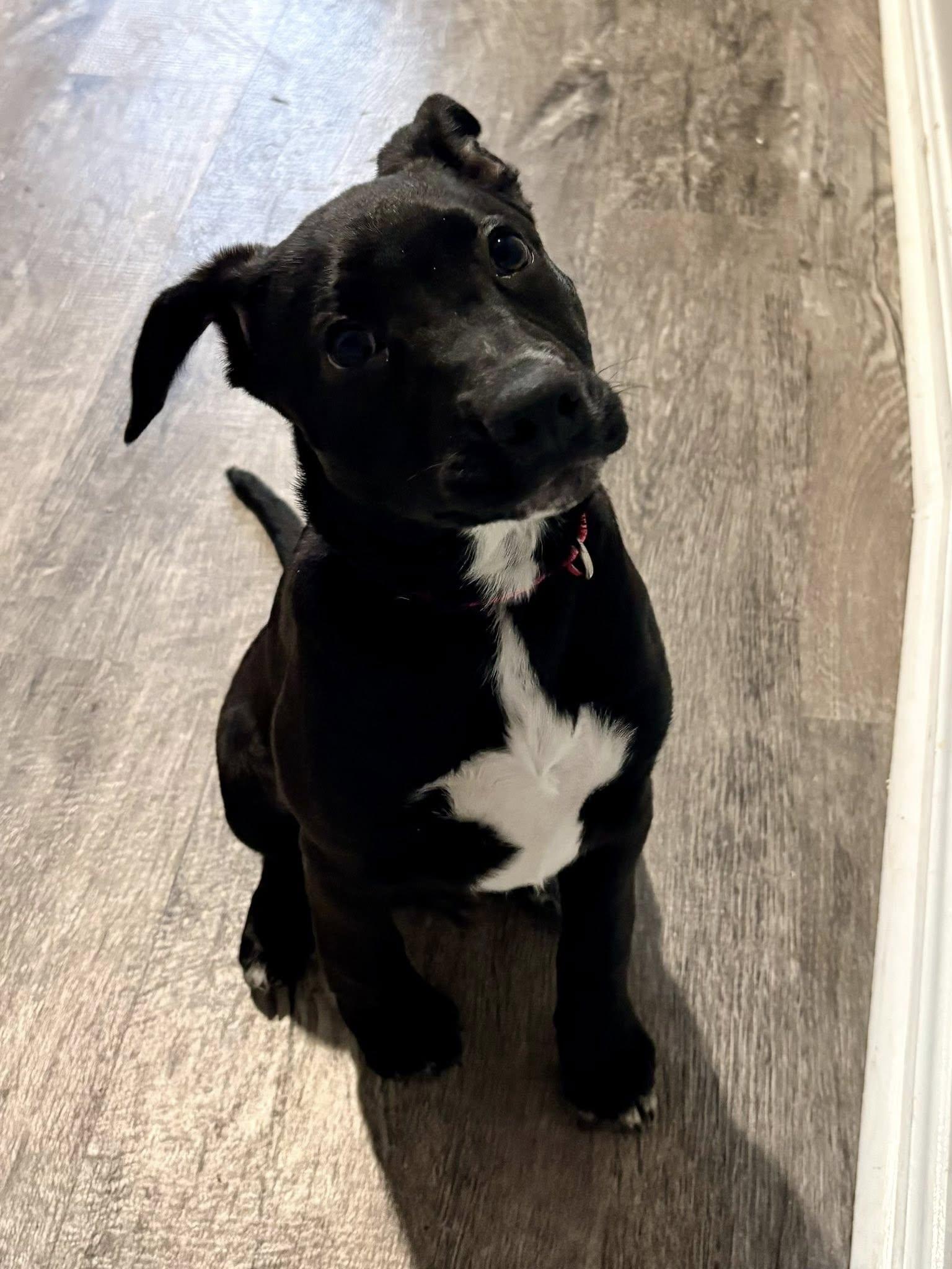 Enlarge Snooki, a ADOPTABLE mixed breed in Millersville, MD image 1/3